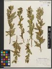 Foto von Salix serissima (L. H. Bailey) Fern.